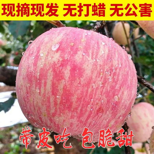 山东新鲜烟台栖霞红富士丑苹果3 5 10斤带箱新鲜水果批发非阿克苏